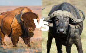 Bison vs Buffalo Leather